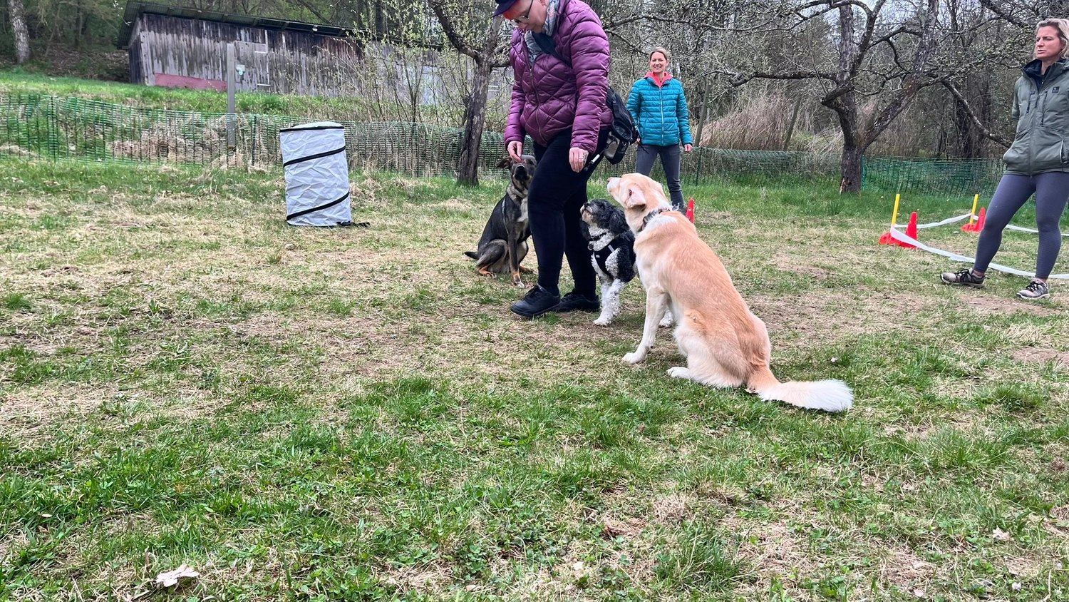 Pfotenweise – Mobile Hundeschule – Drei Personen stehen auf einer grasbewachsenen Freifläche, neben ihnen sitzen drei Hunde aufmerksam; im Hintergrund sind Trainingskegel und ein Tunnel zu sehen.