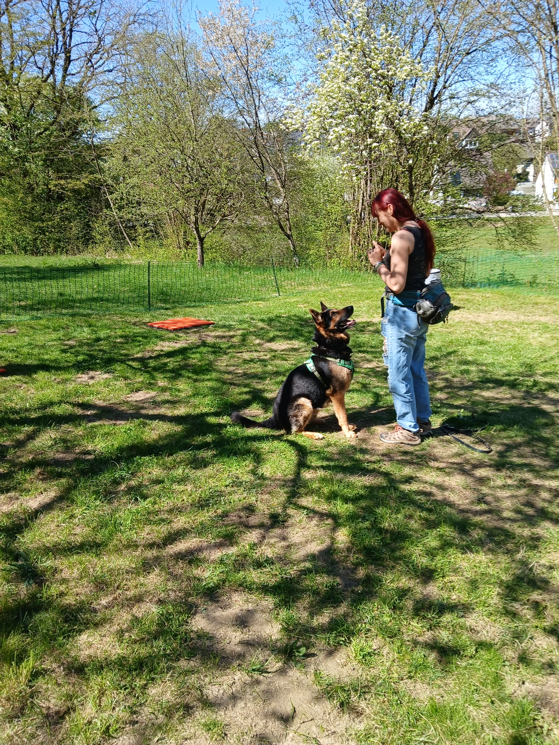 Pfotenweise – Mobile Hundeschule – Ein Mädchen in einem schwarzen, ärmellosen Shirt und Jeans steht auf einer sonnigen Wiese und trainiert einen aufmerksamen Deutschen Schäferhund, der sitzt und zu ihr aufblickt.