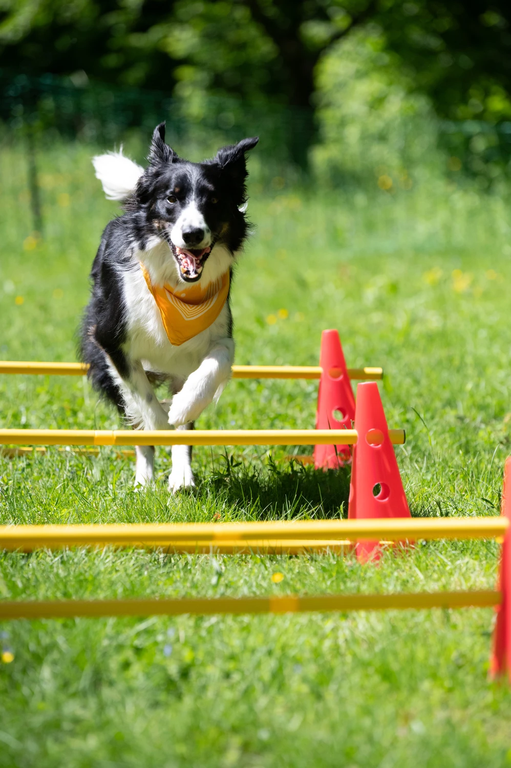 Pfotenweise – Mobile Hundeschule – Ein schwarz-weißer Hund mit einem gelben Halstuch springt gerade über gelbe Agility-Hürden auf einer Wiese, daneben stehen rosa Kegel und im Hintergrund sind Bäume zu sehen.