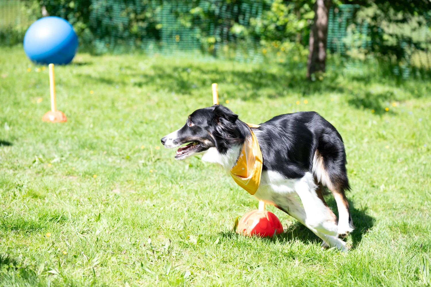 Pfotenweise - Mobile Hundeschule – Ein schwarz-weißer Hund mit einem gelben Halstuch rennt über eine sonnige Wiese; im Hintergrund sind ein blauer Ball an einer Stange und Agility-Hindernisse zu sehen.