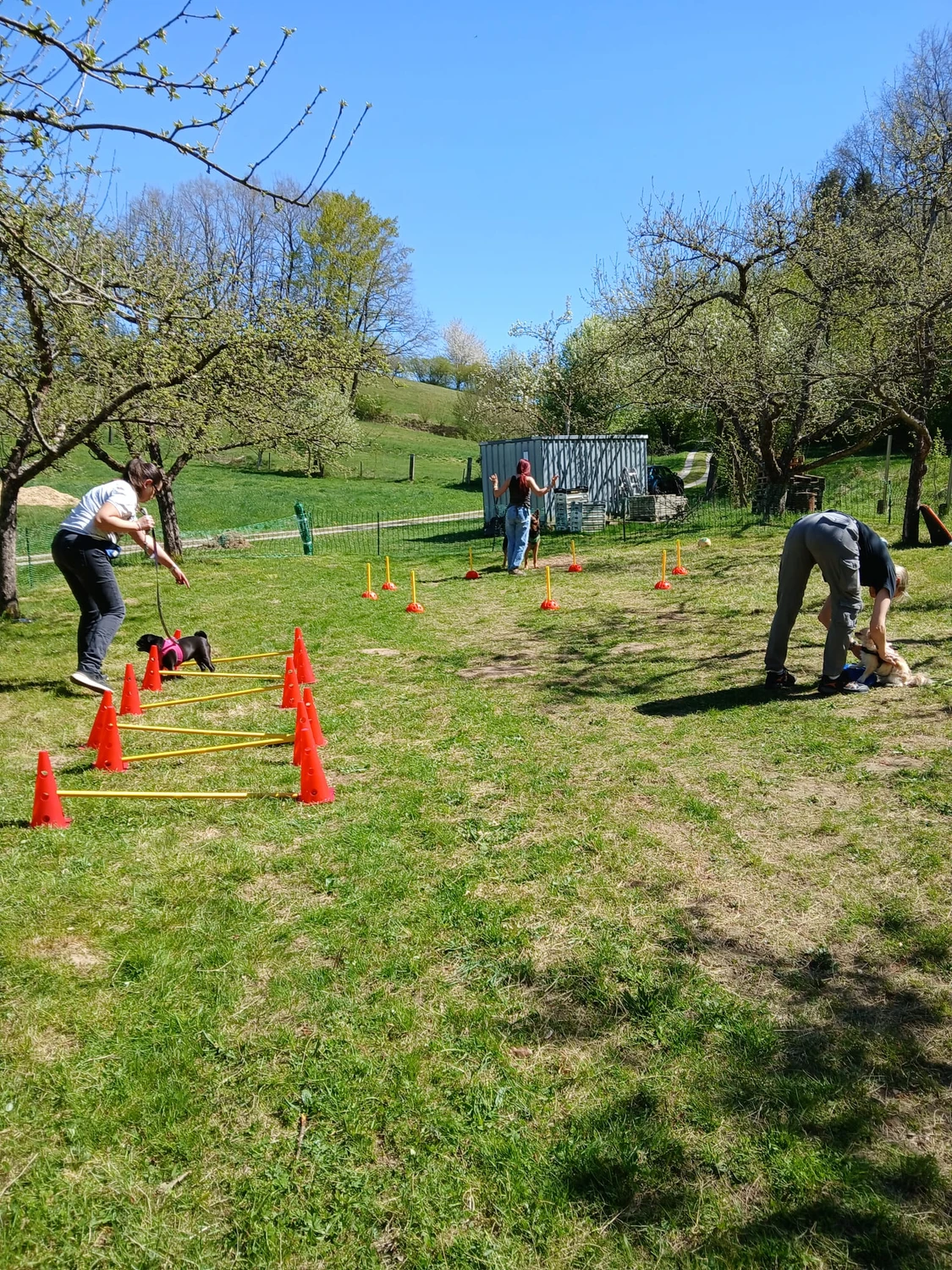 Pfotenweise – Mobile Hundeschule – Eine Gruppe von Menschen geht mit ihren Hunden auf einem sonnigen, von Bäumen gesäumten Feldweg spazieren und interagiert mit ihnen; einige Hunde sitzen, andere werden an der Leine geführt.