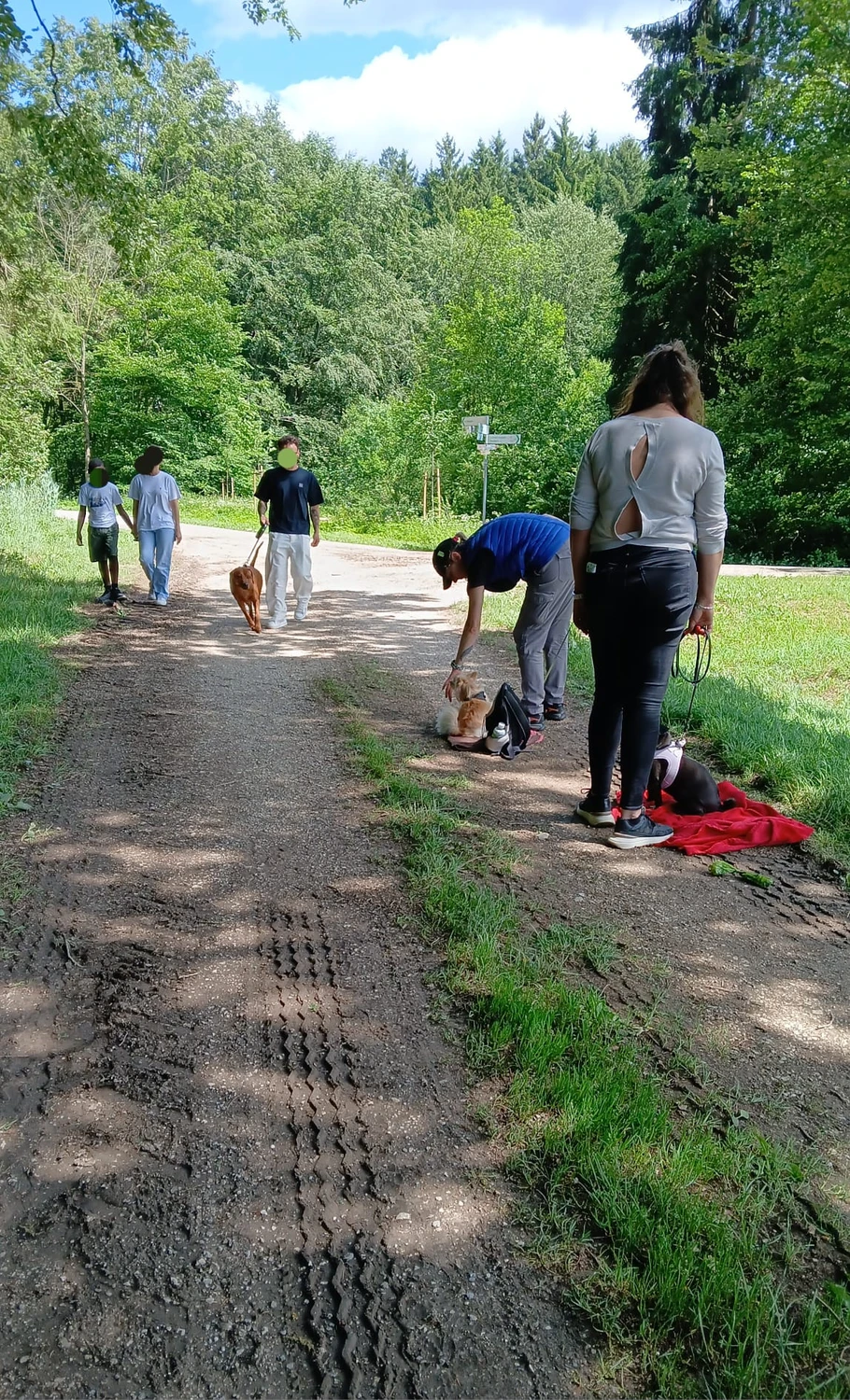 Pfotenweise – Mobile Hundeschule – Eine Gruppe von Menschen geht mit ihren Hunden auf einem sonnigen, von Bäumen gesäumten Feldweg spazieren und interagiert mit ihnen; einige Hunde sitzen auf einer roten Matte, andere werden an der Leine geführt.